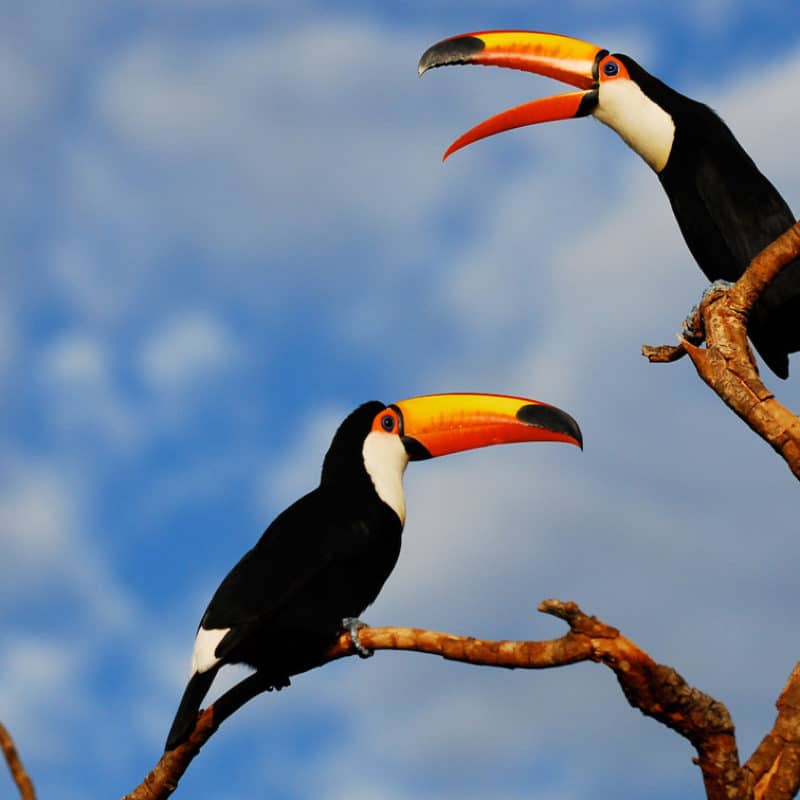 Arte da Natureza Bonito - Belezas naturais de Bonito/MS