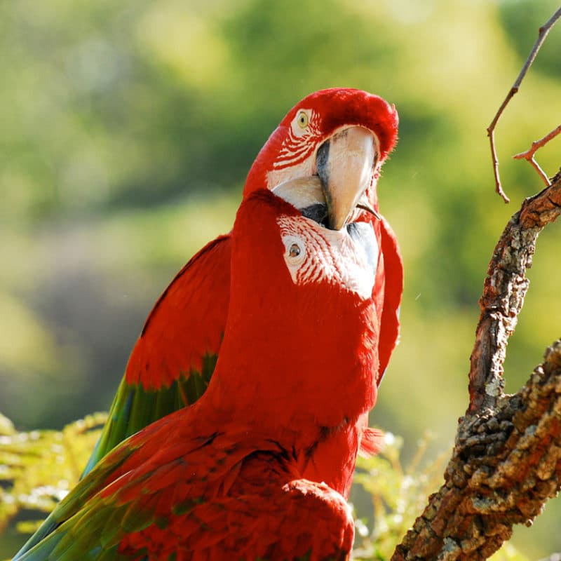 Arte da Natureza Bonito - Belezas naturais de Bonito/MS
